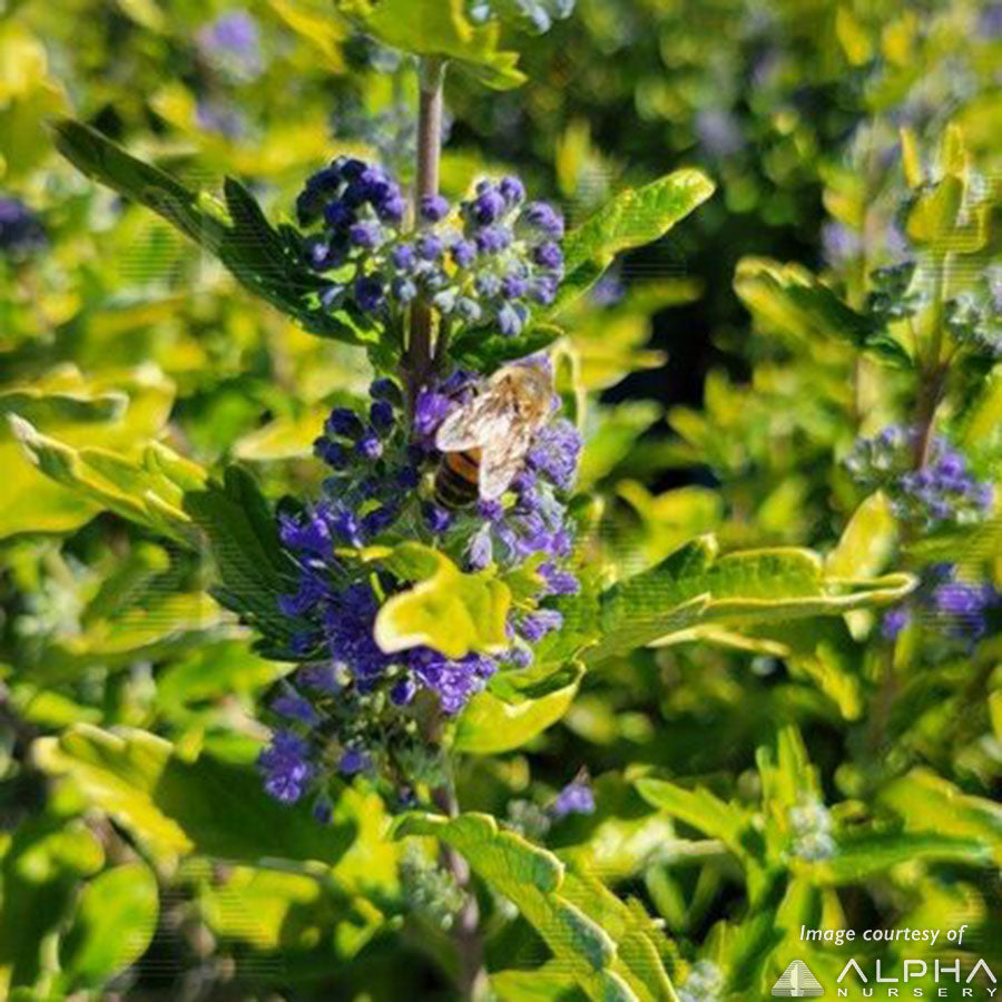 Beekeeper Bluebeard Caryopteris Beekeeper 2gal Bluebeard – Cornell Farm