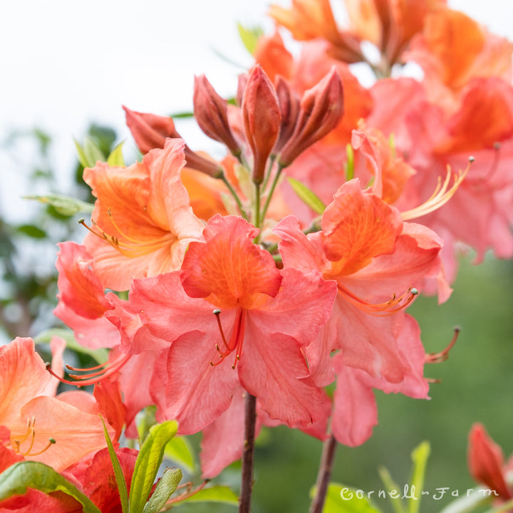 Azalea Exbury Gibraltar 3gal Deciduous Azalea Orange – Cornell Farm