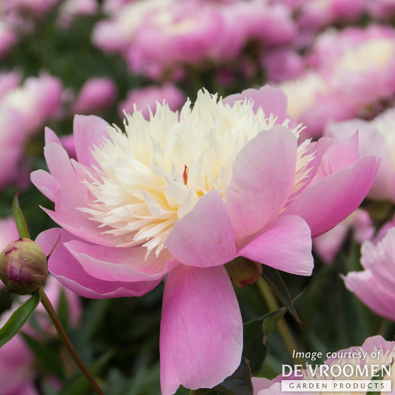 Paeonia Bowl of Beauty 2 gal Peony CF