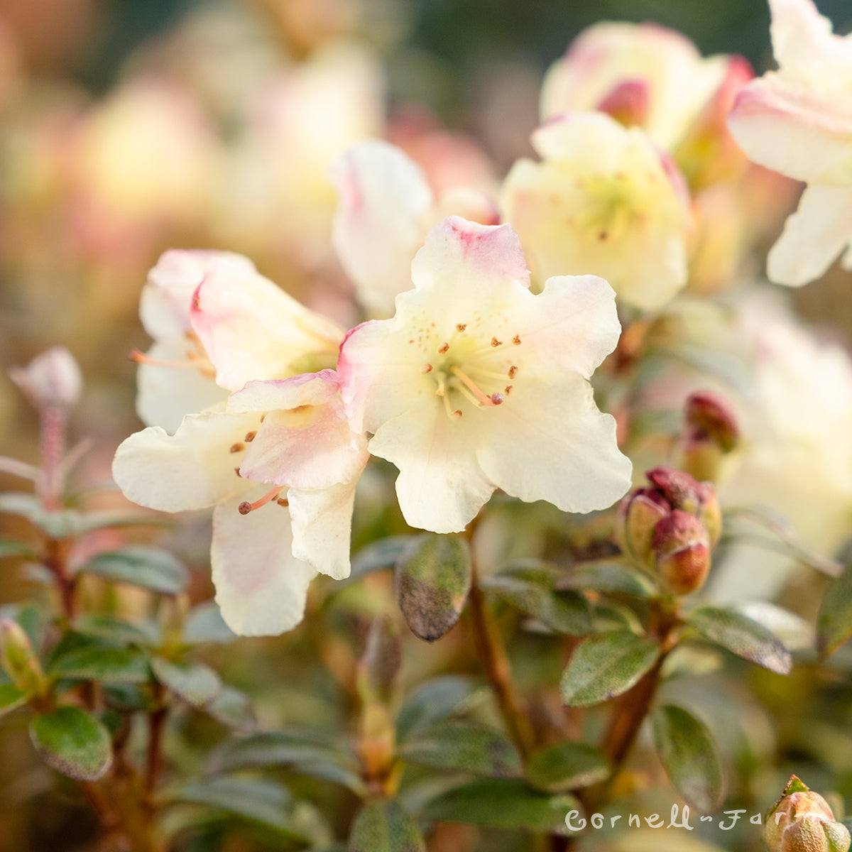 Rhododendron Chikor 1gal