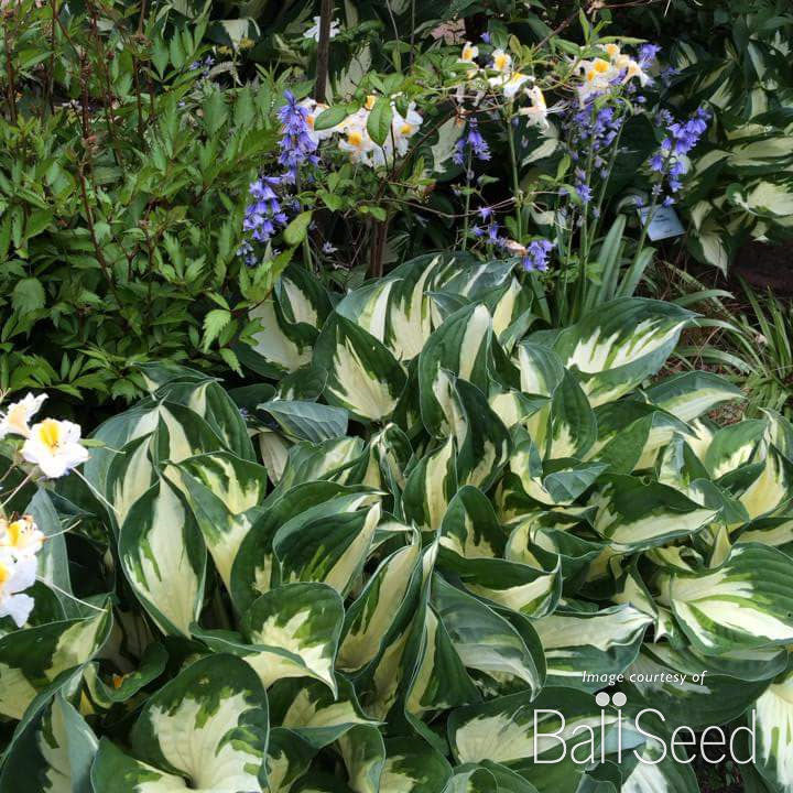 Hosta Fire and Ice 1gal