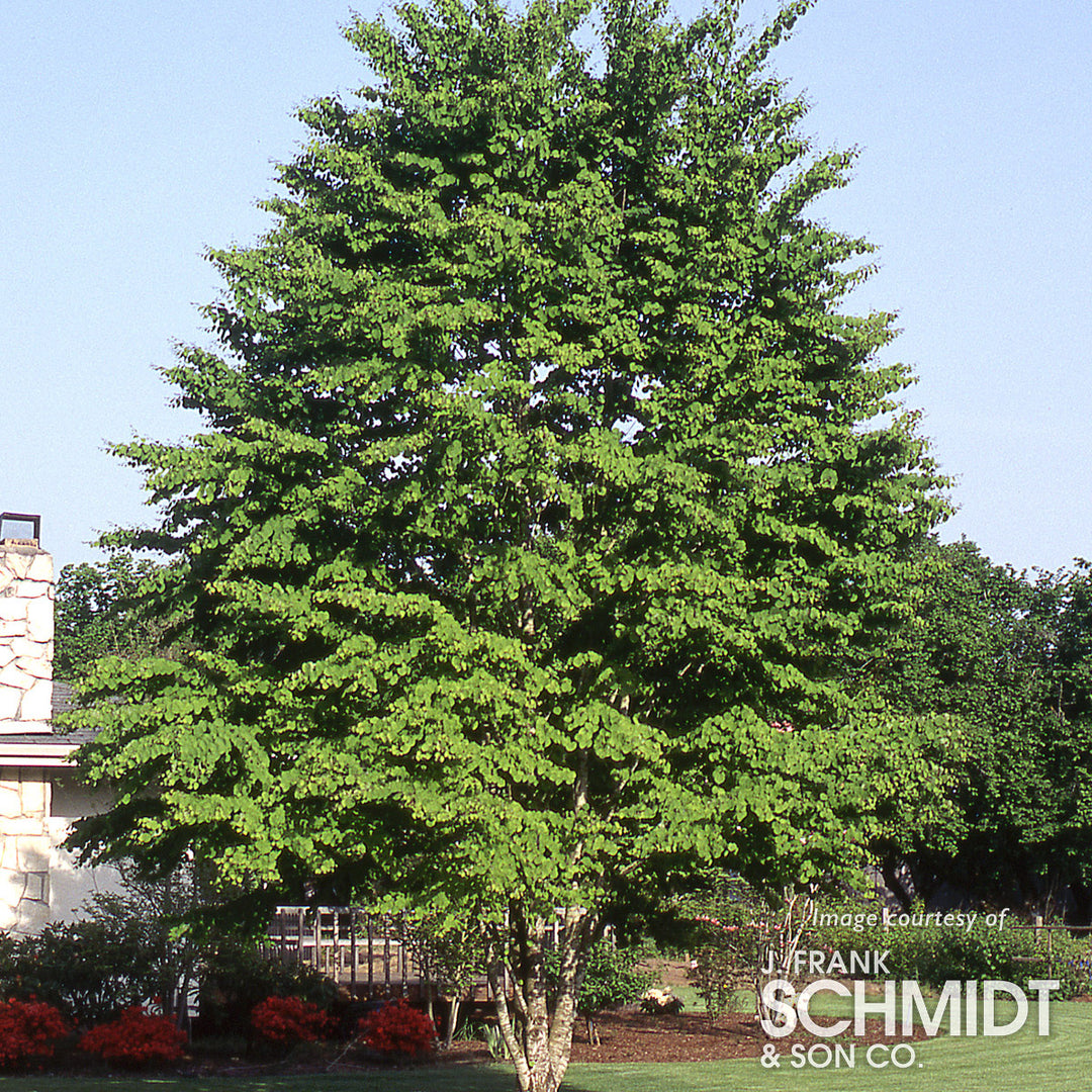 Cercidiphyllum j. Katsura Tree 15gal 1.25cal – Cornell Farm