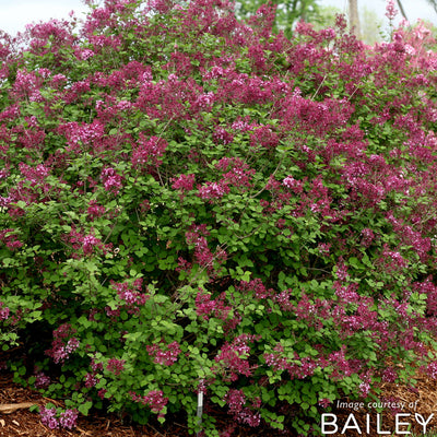 Syringa x Bloomerang Dark Purple 5gal Lilac