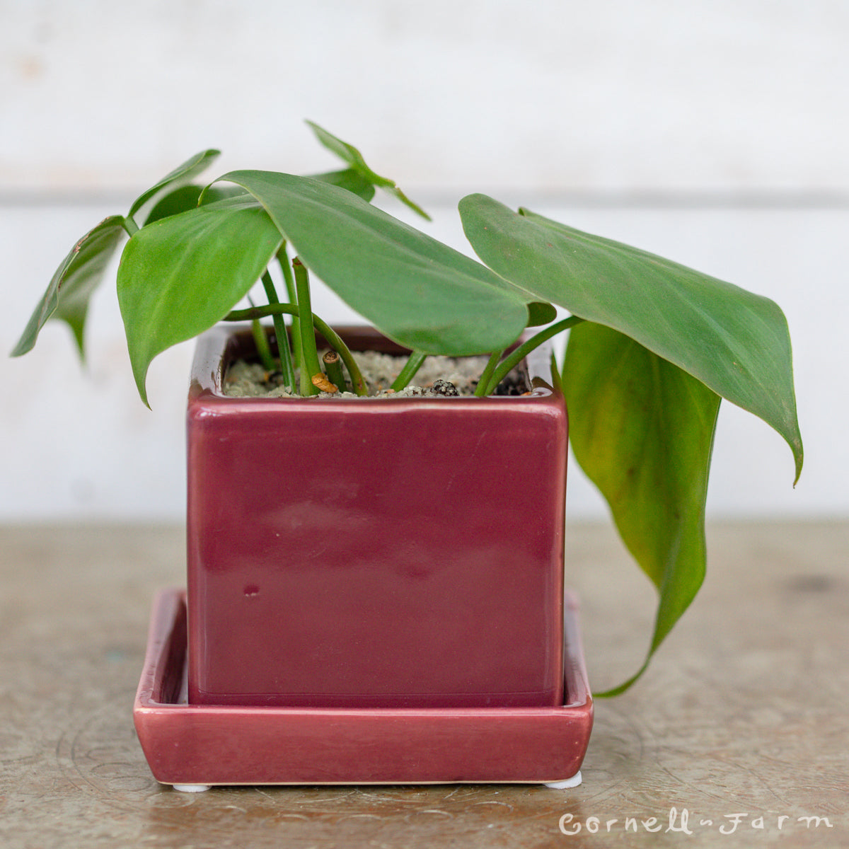 Heartleaf Philodendronin Scarlet Cube 3”