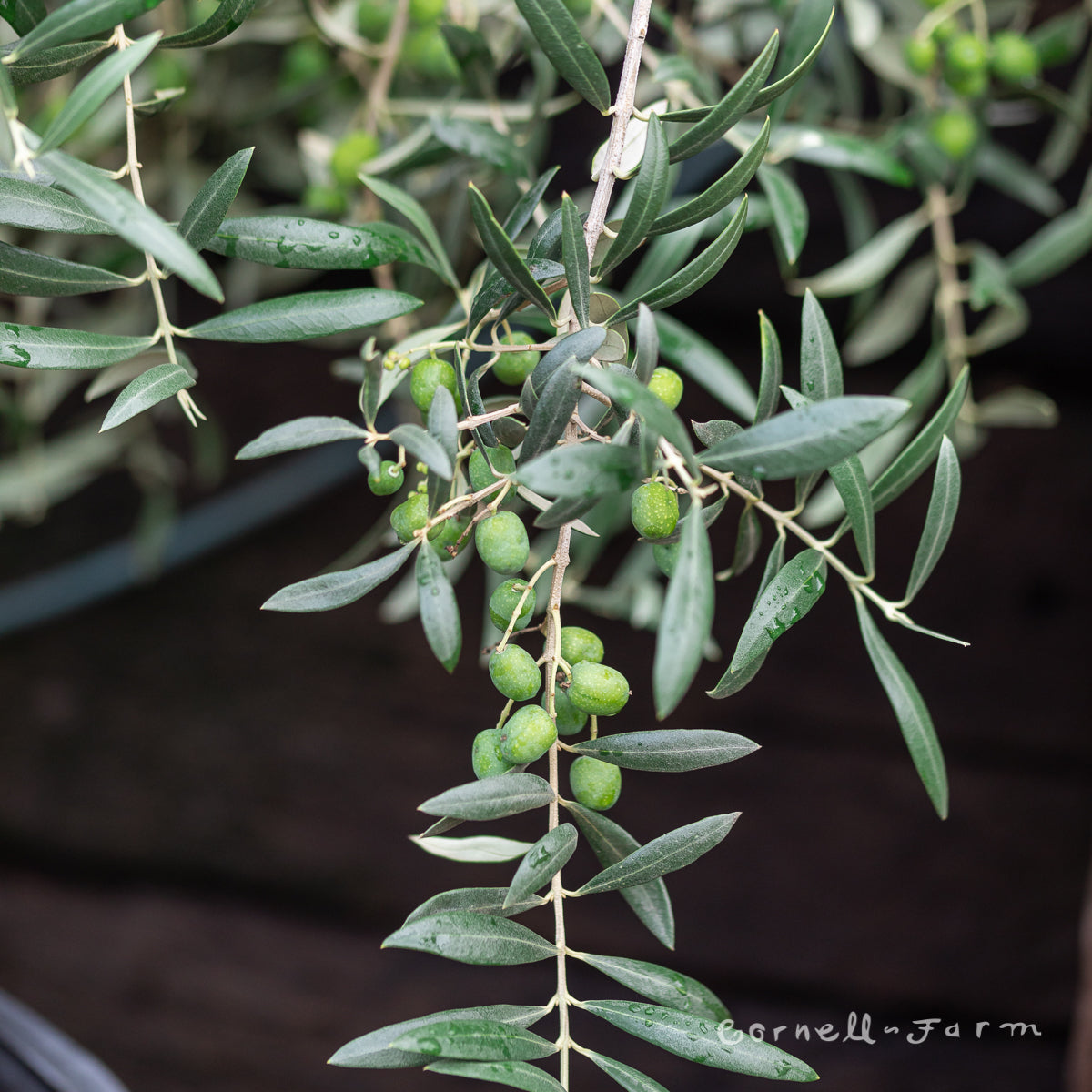 Olea Arbequina 8in Deco Pot Olive