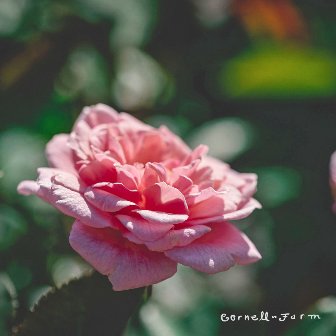 Rose Cecile Brunner 1gal – Cornell Farm